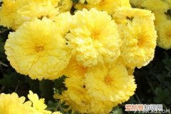 怀菊花种植技术怀菊花养生方法