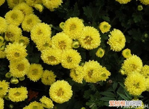 怀菊花种植技术怀菊花养生方法