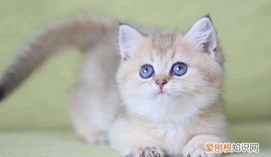渐层猫好吗 渐层猫喂养