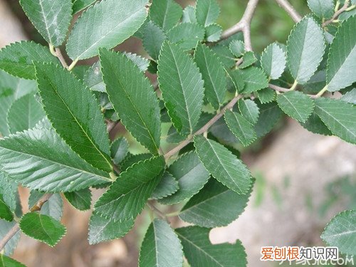 榆树叶怎么吃榆树叶的吃法、药用价值及功效