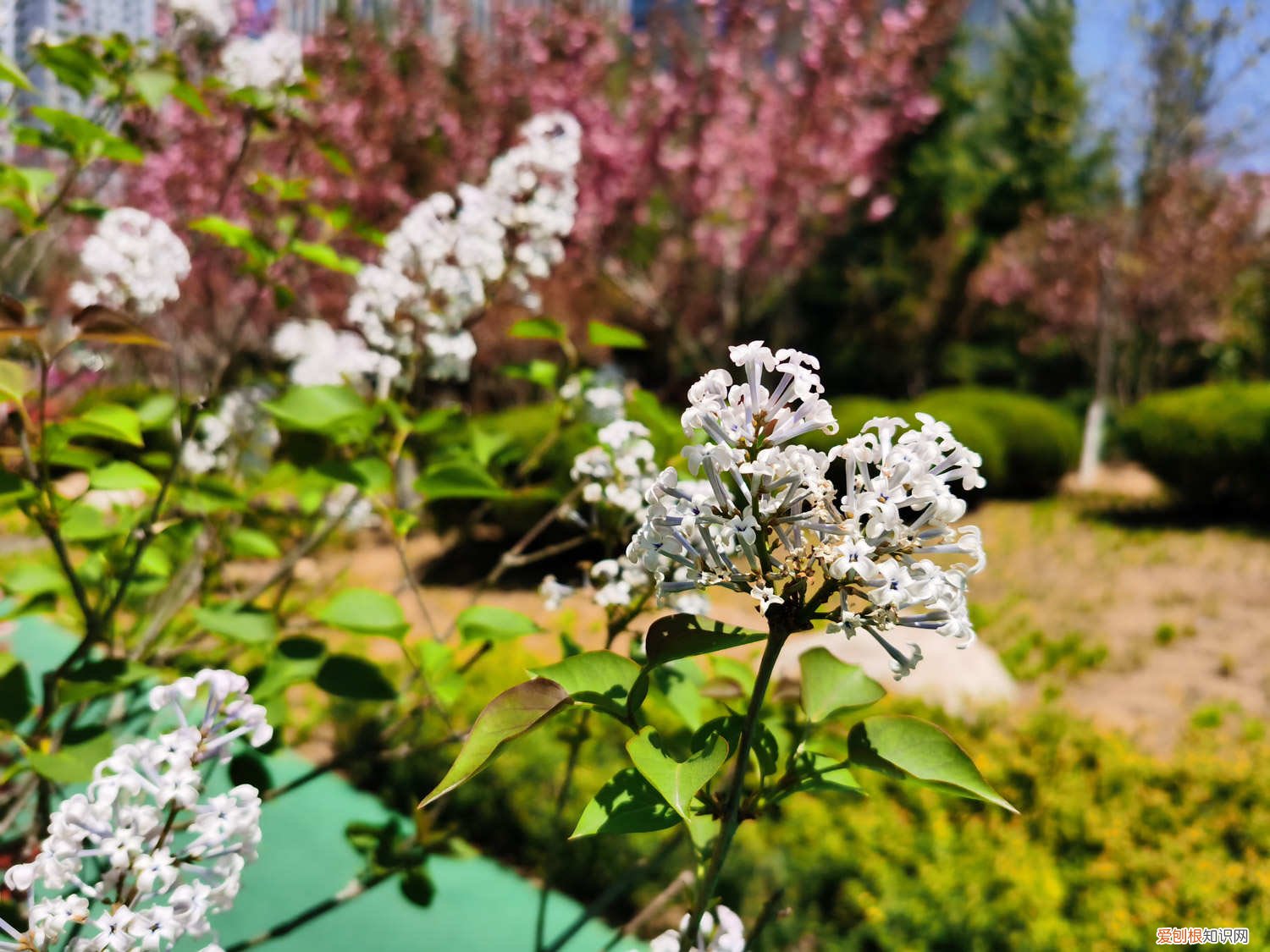 丁香花多久可以开花 丁香花怎么养开花好，丁香花什么时候开花