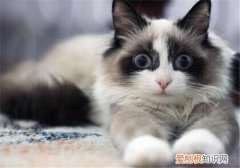 营养膏化毛膏多久吃一次 营养膏,化毛膏