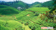 世界四大红茶之一：斯里兰卡红茶的价格，斯里兰卡红茶三大品牌
