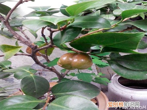茶花种子茶花种子的播种方法