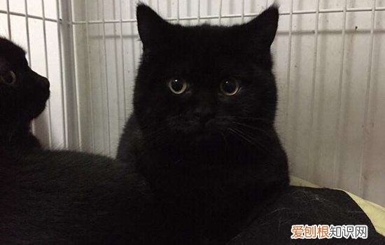 千岁岁黑猫是什么品种的猫 黑猫千岁岁是什么品种