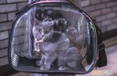 背着猫包能进商场吗 猫咪放猫包里去商场吗
