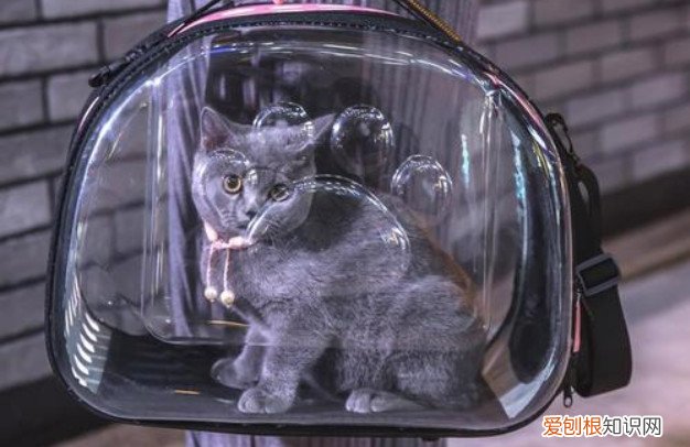 背着猫包能进商场吗 猫咪放猫包里去商场吗