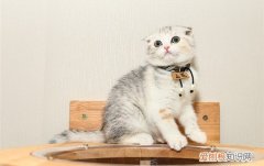 一个月的猫洗澡了 一个月的猫洗澡