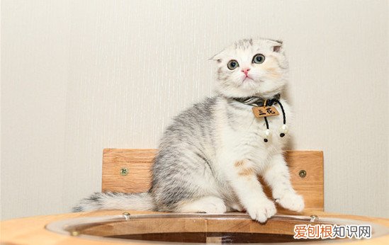 一个月的猫洗澡了 一个月的猫洗澡