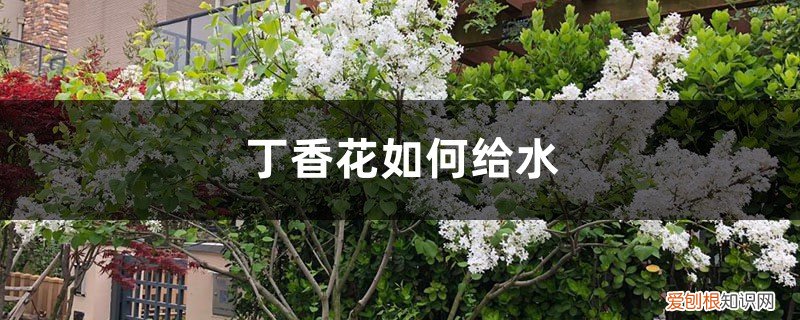 丁香花可以泡出根吗 丁香花如何给水，丁香花根部积水怎么办