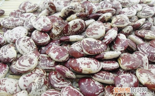 什么是肾豆 肾豆的功效有哪些