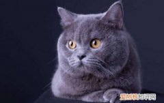 英短猫喜欢吃什么味的猫粮 英短猫喜欢吃什么