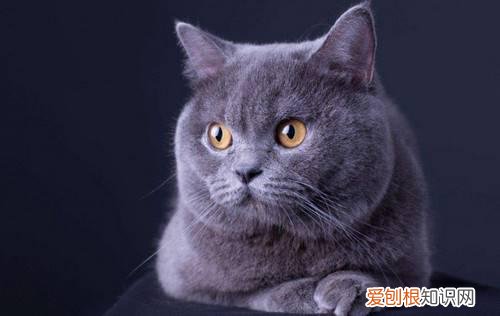 英短猫喜欢吃什么味的猫粮 英短猫喜欢吃什么
