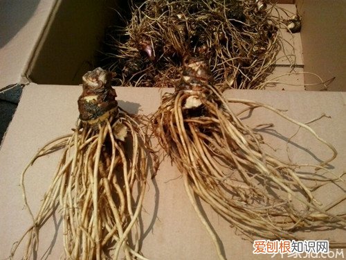 猕猴桃根泡酒的功效 猕猴桃泡酒的做法