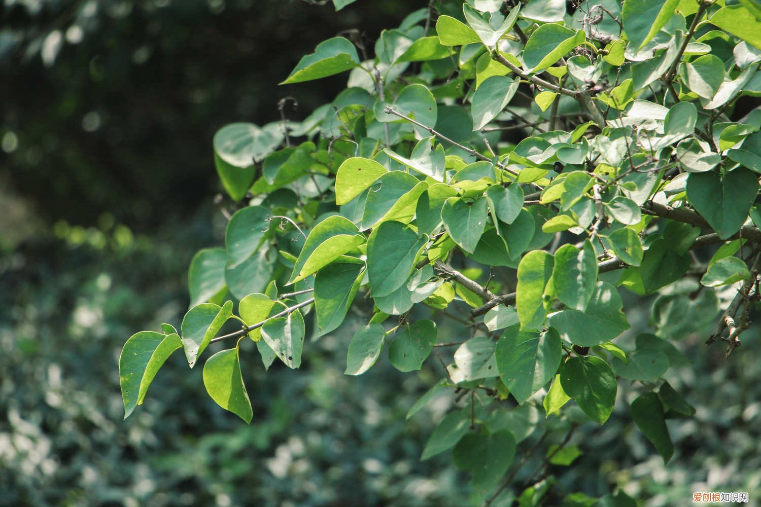 丁香花花期如何养护,什么时候开花结果 丁香花花期如何养护，什么时候开花