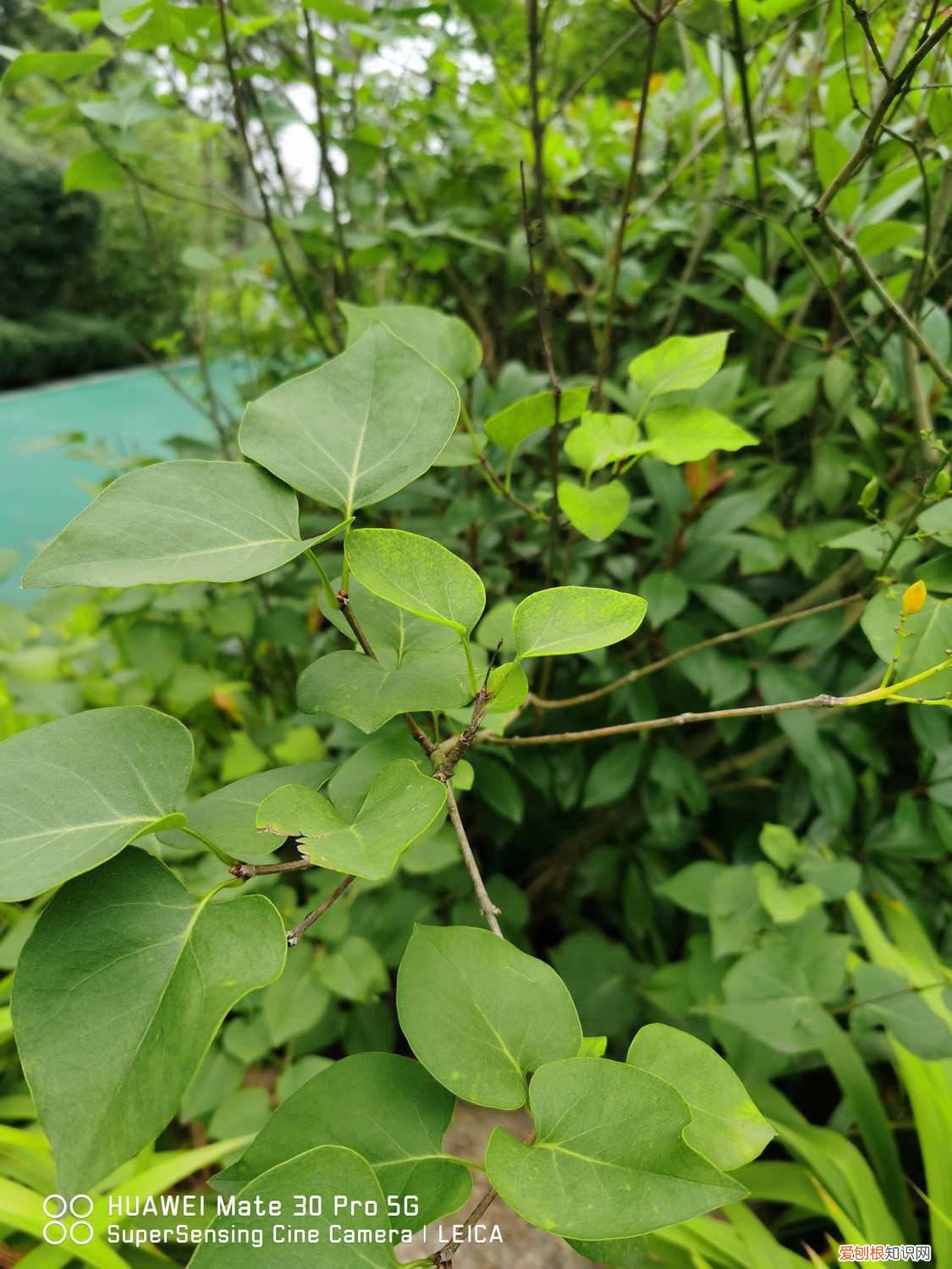 丁香花花期如何养护,什么时候开花结果 丁香花花期如何养护，什么时候开花