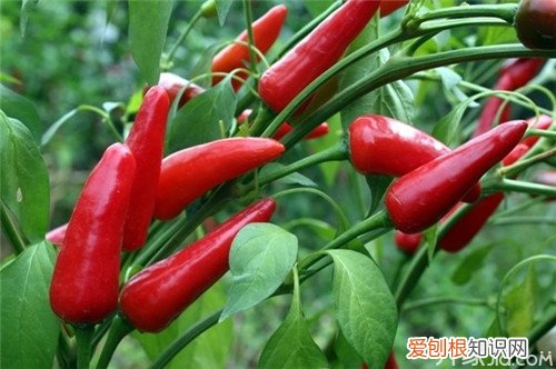 辣椒种子怎么种技巧方法在这里