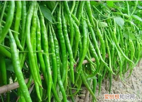 辣椒种子怎么种技巧方法在这里