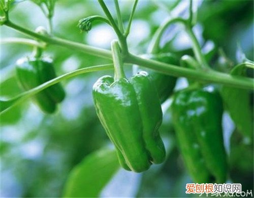 辣椒种子怎么种技巧方法在这里