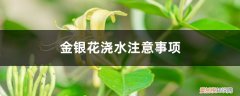 金银花要天天浇水吗 金银花浇水注意事项，金银花浇水过多落叶怎么补救