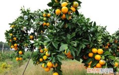 橙子树种植技术 种植技术有诀窍