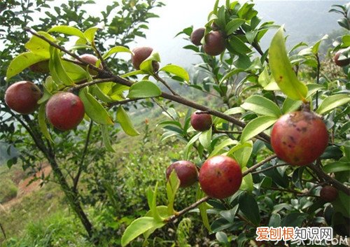 油茶果的用途 油茶种植方法