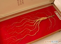 移山参到底是什么 移山参怎么吃