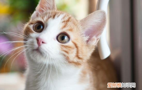 猫剪指甲剪到血线会自愈吗,猫剪指甲剪到血线会有什么影响,猫剪指甲剪到血线会好吗