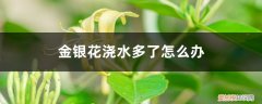 金银花水浇多了会死吗? 金银花浇水多了怎么办，浇水多了会怎样