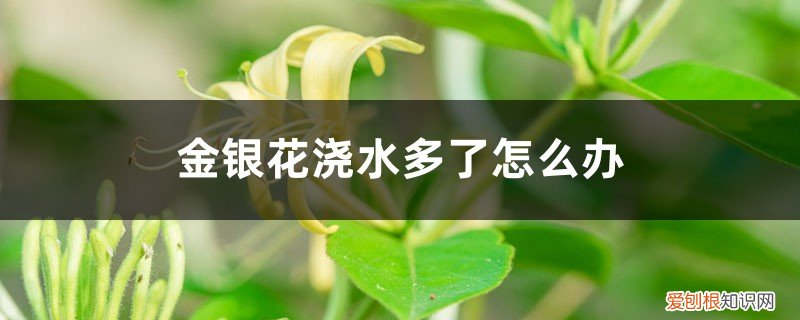 金银花水浇多了会死吗? 金银花浇水多了怎么办，浇水多了会怎样