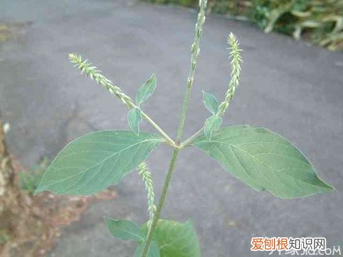 土牛膝和牛膝的区别 土牛膝的药理作用