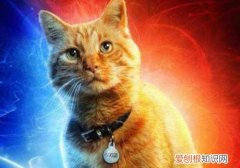 橘猫为什么是噬元兽 喵星人始终没有放弃进攻蓝星
