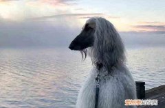阿富汗猎犬为什么禁养 阿富汗猎犬被禁养的原因