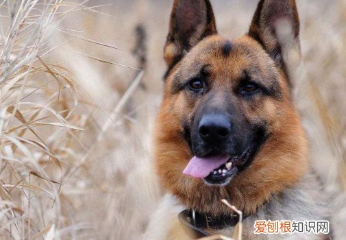 德国牧羊犬智商排第几 德国牧羊犬智商排第三