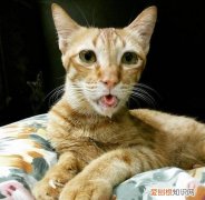 橘猫为什么脸尖 营养不充足