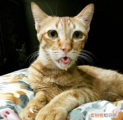橘猫为什么脸尖 营养不充足