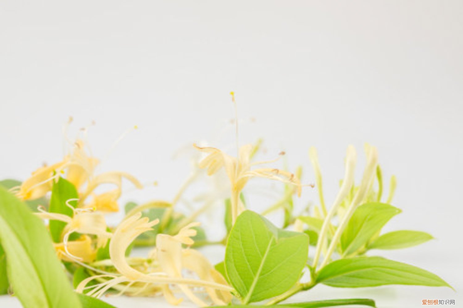 金银花如何种植?株行距是多少? 金银花怎么种植和管理，株距多少合适