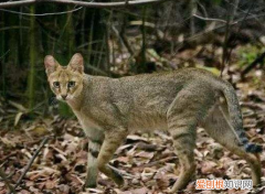 猫为什么主动让狸子吃 狸子吃猫为什么猫不跑
