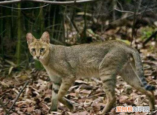 猫为什么主动让狸子吃 狸子吃猫为什么猫不跑