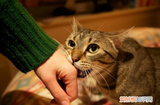 狸花猫为什么爱咬人 狸花猫在锻炼自己