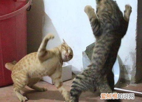 橘猫为什么打架厉害 橘猫为什么那么厉害