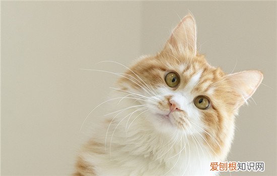 早上猫咪一直叫是什么原因 猫咪一直叫是什么原因