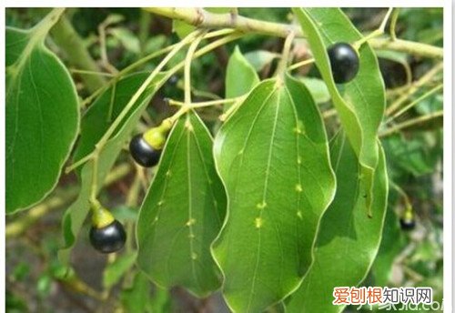 樟脑是什么樟脑的功效与作用