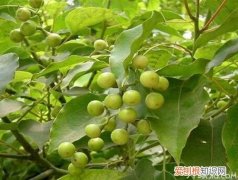 樟脑是什么樟脑的功效与作用