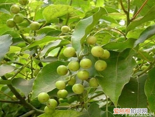 樟脑是什么樟脑的功效与作用