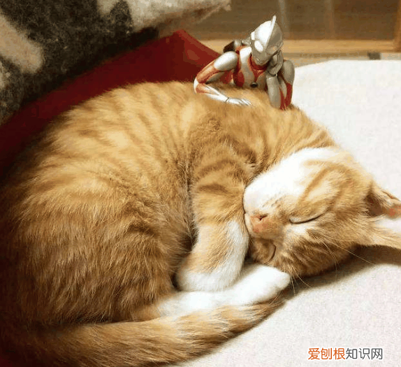 橘猫为什么这么爱睡觉 小橘猫为什么一天到晚睡觉