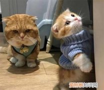 橘猫为什么胆子特别小 小橘猫为什么那么胆小