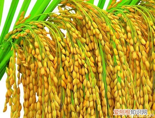 我国最主要的粮食 粳稻和籼稻的区别