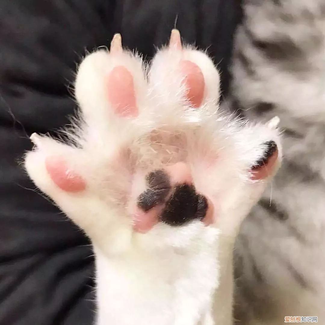猫为什么不喜欢牵手 不要摸我的武器！