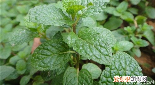 鱼香草种植方法鱼香草的功效